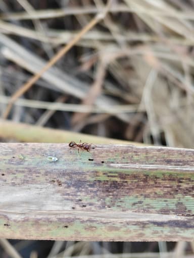 Solenopsis invicta photo 58