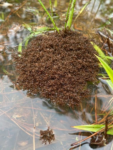 Solenopsis invicta photo 64