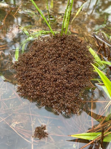 Solenopsis invicta photo 65