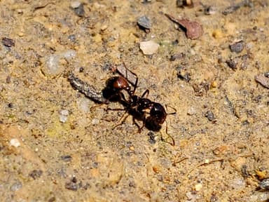 Solenopsis invicta photo 66