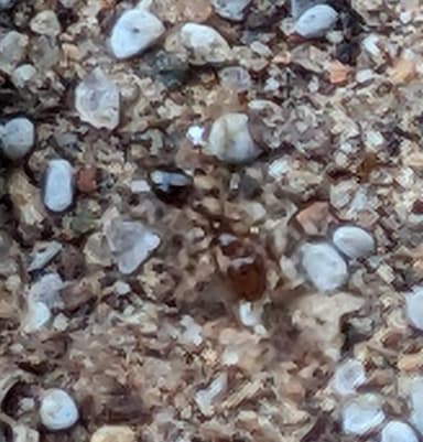 Solenopsis invicta photo 67