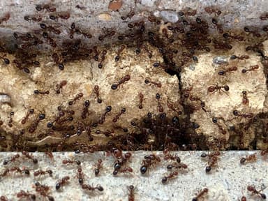 Solenopsis invicta photo 71