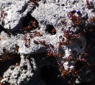 Solenopsis invicta photo 72