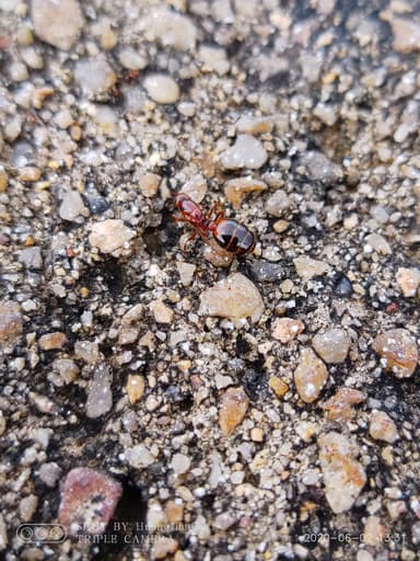 Solenopsis invicta photo 79