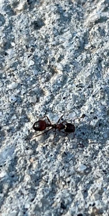 Solenopsis invicta photo 83