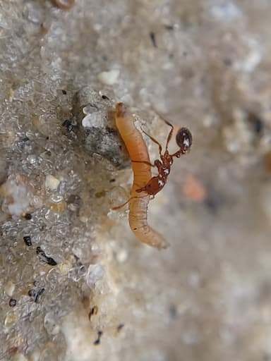 Solenopsis invicta photo 84