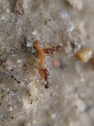 Solenopsis invicta photo 85