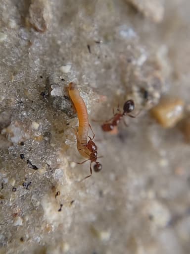 Solenopsis invicta photo 86