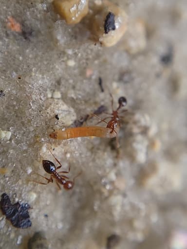 Solenopsis invicta photo 87