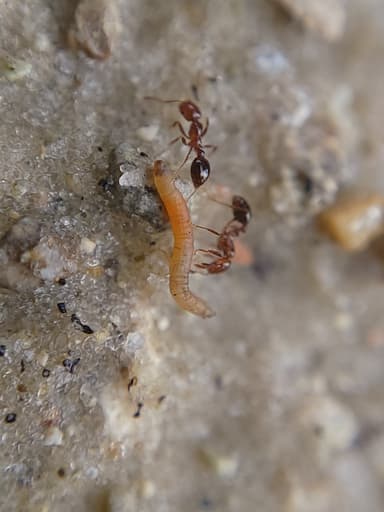 Solenopsis invicta photo 88