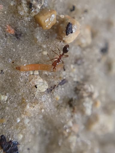 Solenopsis invicta photo 89
