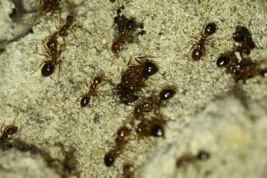 Solenopsis invicta photo 90