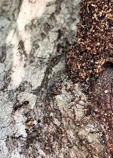 Solenopsis invicta — colony photo 92