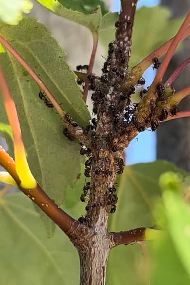 Solenopsis invicta — colony photo 95