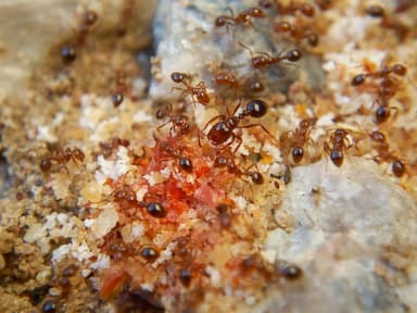 Solenopsis invicta photo 97