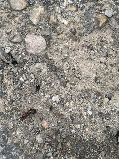 Solenopsis invicta photo 100