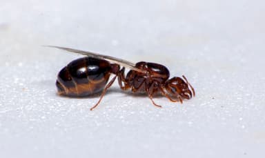 Solenopsis invicta photo 103