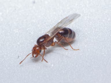 Solenopsis invicta photo 104