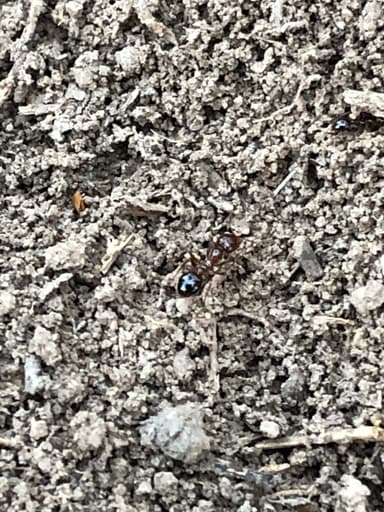 Solenopsis invicta photo 106