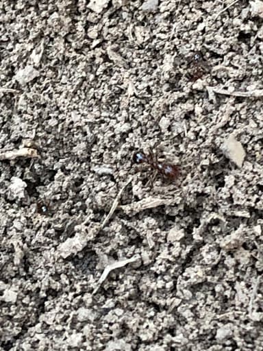 Solenopsis invicta photo 108