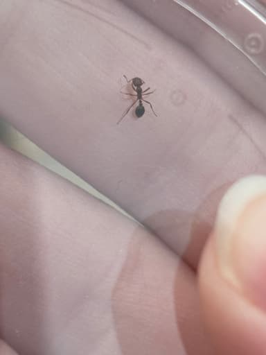 Solenopsis invicta photo 109