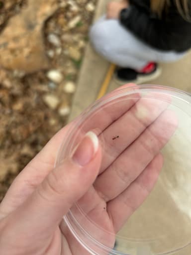 Solenopsis invicta photo 110