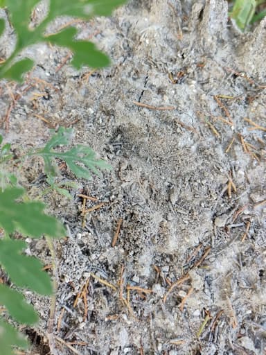 Solenopsis invicta photo 113