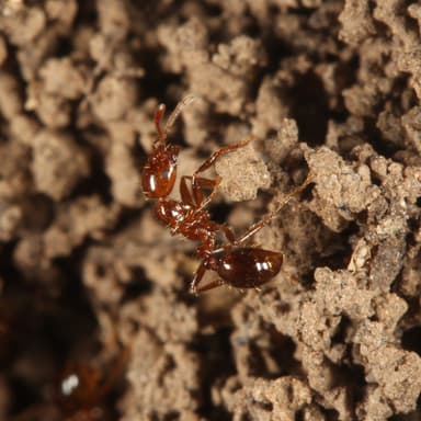 Solenopsis invicta — colony photo 114