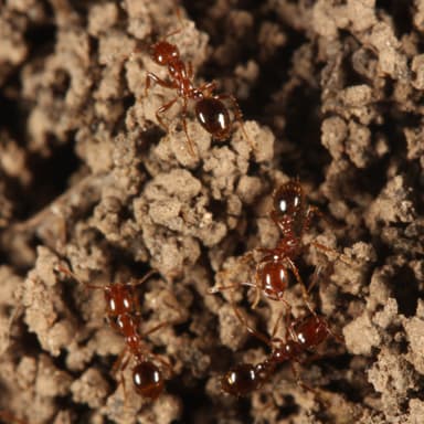 Solenopsis invicta — colony photo 115