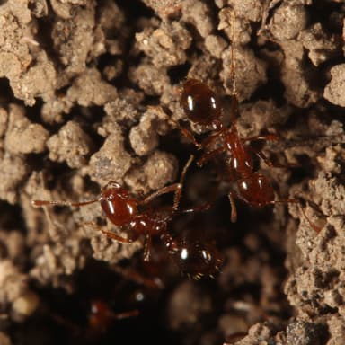 Solenopsis invicta — colony photo 116