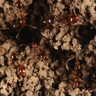 Solenopsis invicta — colony photo 117