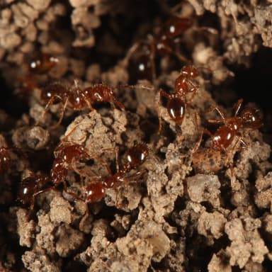 Solenopsis invicta — colony photo 118