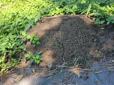 Solenopsis invicta — colony photo 119