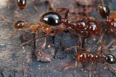 Solenopsis invicta photo 120
