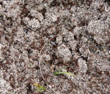 Solenopsis invicta photo 121