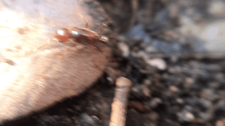 Solenopsis invicta photo 122