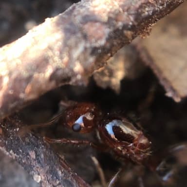 Solenopsis invicta photo 123