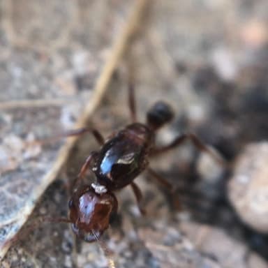 Solenopsis invicta photo 124