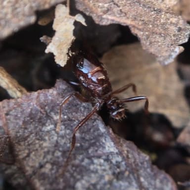 Solenopsis invicta photo 125