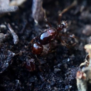 Solenopsis invicta photo 127