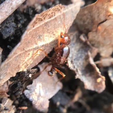 Solenopsis invicta photo 128