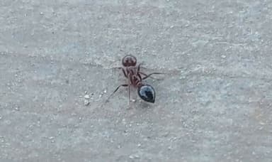 Solenopsis invicta photo 129