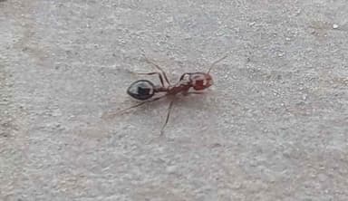 Solenopsis invicta photo 130