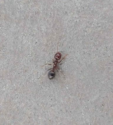 Solenopsis invicta photo 131