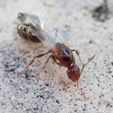 Solenopsis invicta photo 132
