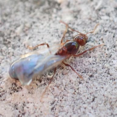 Solenopsis invicta photo 133
