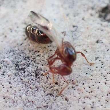 Solenopsis invicta photo 134