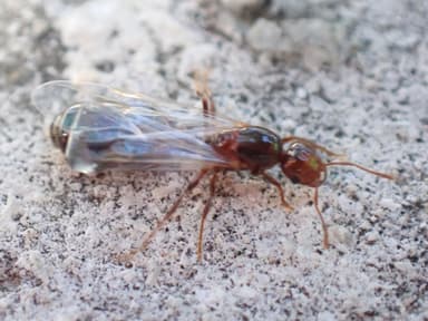 Solenopsis invicta photo 135