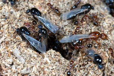 Solenopsis invicta photo 140