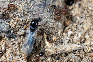 Solenopsis invicta photo 141